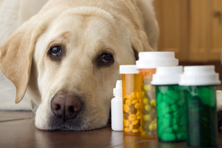 Dog Supplements