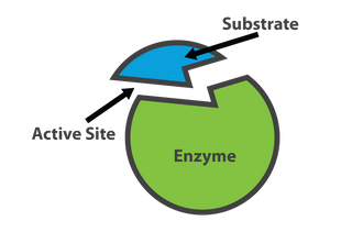 Enzymes