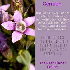 Gentian - Bach Flower Remedies